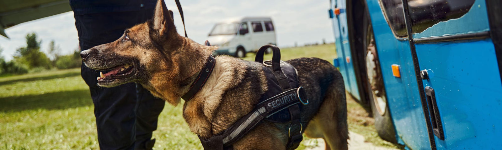 Comment devenir maître-chien dans l'armée ? - Welkit