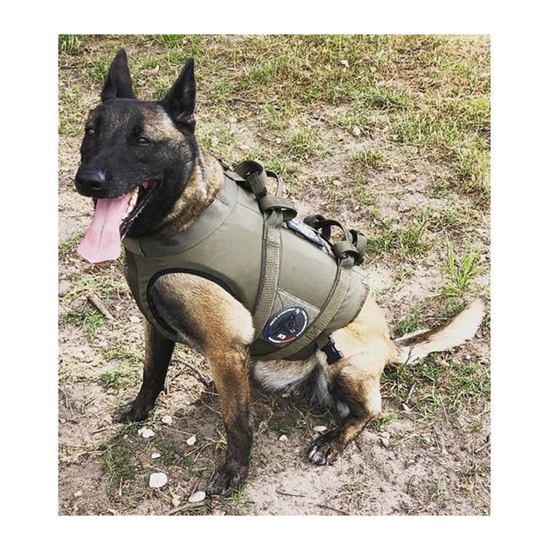 Harnais pour chien Morin protection balistique. Portage. Pare Couteaux. Flottaison