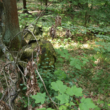 Pantalon Leo Köhler Phantomleaf